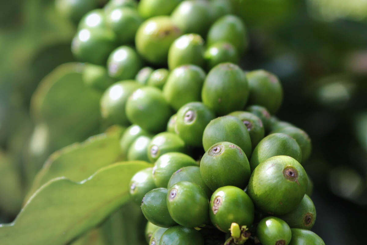 Pure green coffee bean extract for a better life