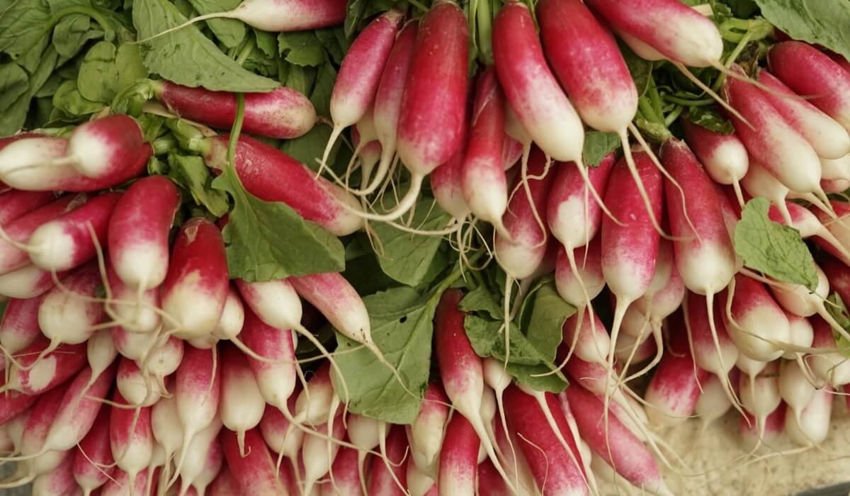 root vegetables