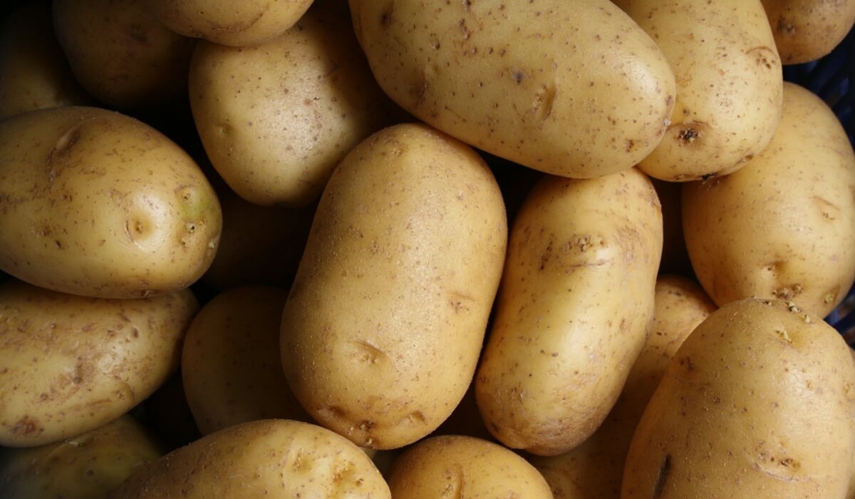 root crop